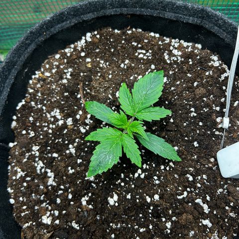 Milky Way growlog timeline photo