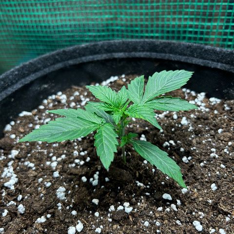 Milky Way growlog timeline photo