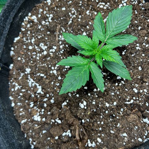 Milky Way growlog timeline photo