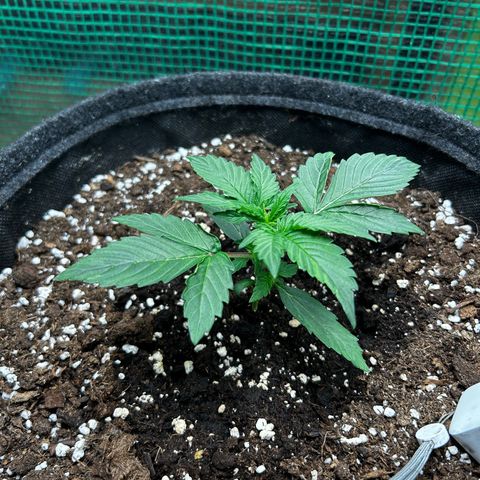 Milky Way growlog timeline photo