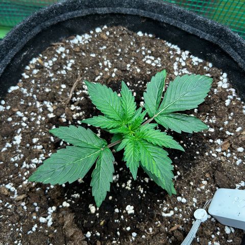 Milky Way growlog timeline photo