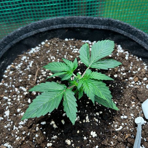 Milky Way growlog photo: Topping durchgeführt