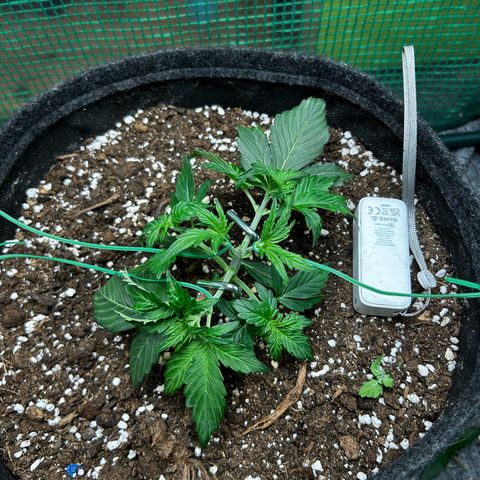 Milky Way growlog timeline photo
