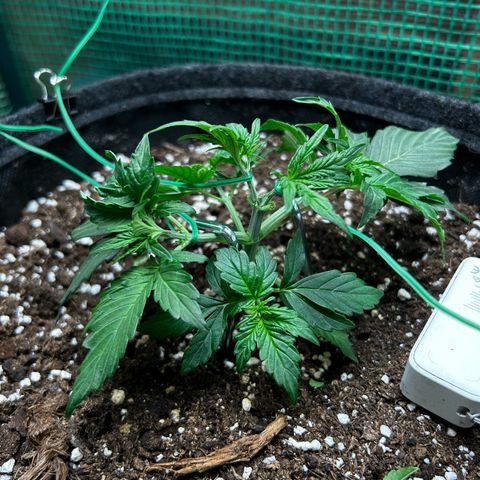 Milky Way growlog timeline photo