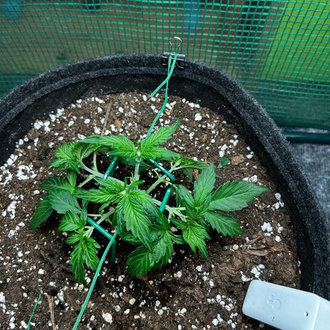 Milky Way growlog timeline photo