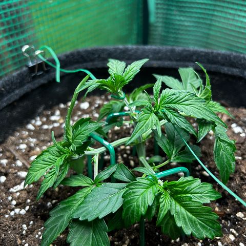 Milky Way growlog timeline photo