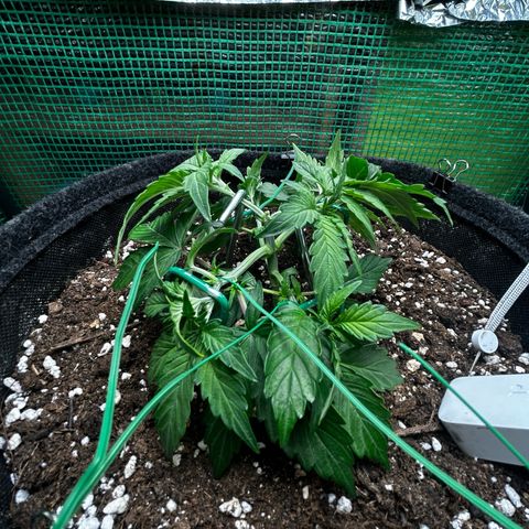 Milky Way growlog timeline photo