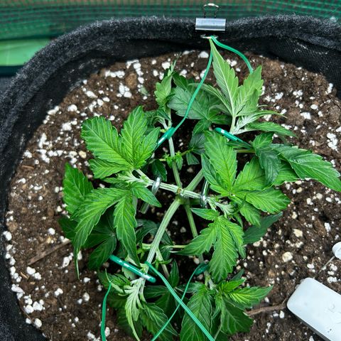 Milky Way growlog timeline photo