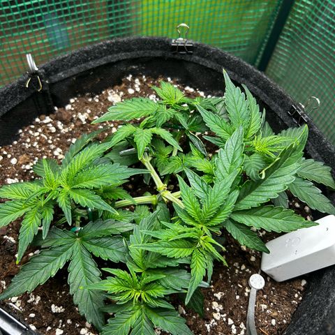 Milky Way growlog timeline photo