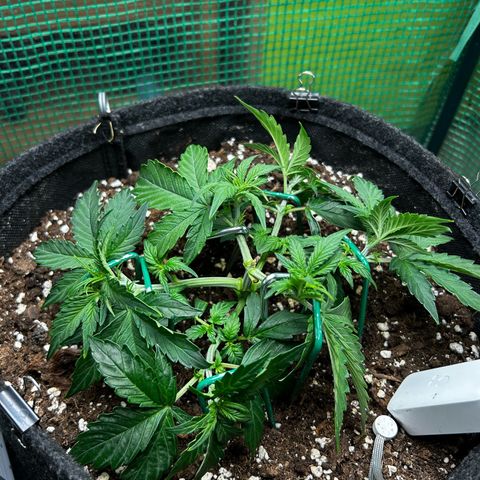 Milky Way growlog timeline photo