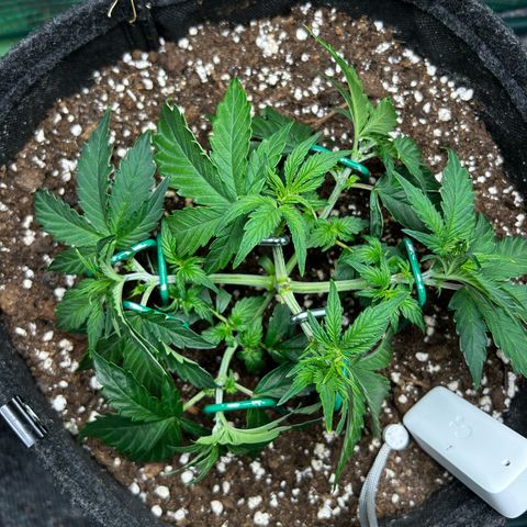 Milky Way growlog timeline photo