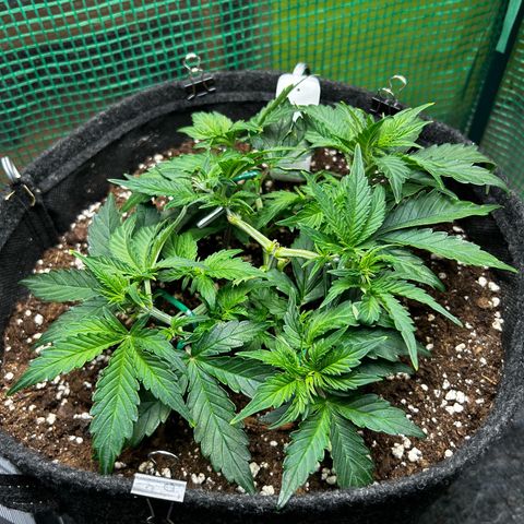 Milky Way growlog timeline photo