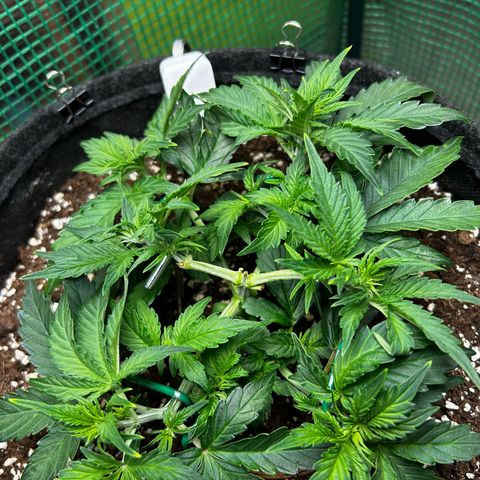 Milky Way growlog timeline photo