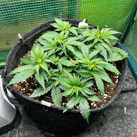 Milky Way growlog timeline photo