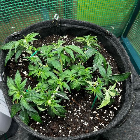 Milky Way growlog timeline photo