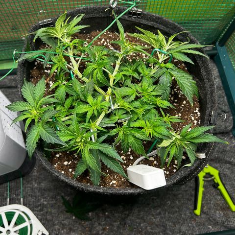 Milky Way growlog timeline photo