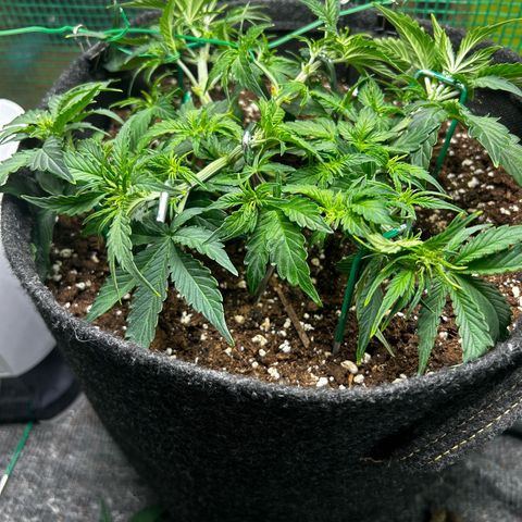 Milky Way growlog timeline photo
