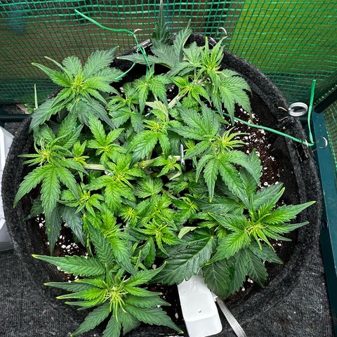 Milky Way growlog timeline photo