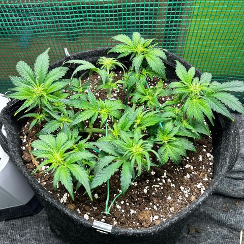 Milky Way growlog timeline photo