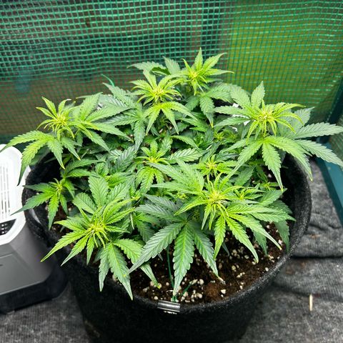 Milky Way growlog timeline photo
