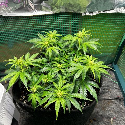 Milky Way growlog timeline photo