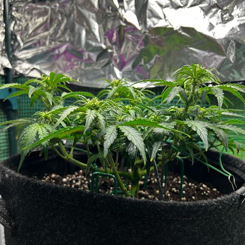 Milky Way growlog timeline photo