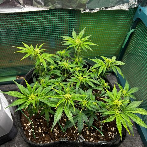 Milky Way growlog timeline photo