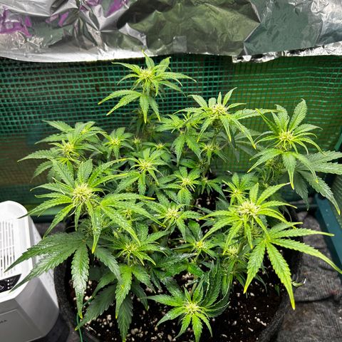 Milky Way growlog timeline photo