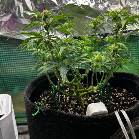 Milky Way growlog timeline photo