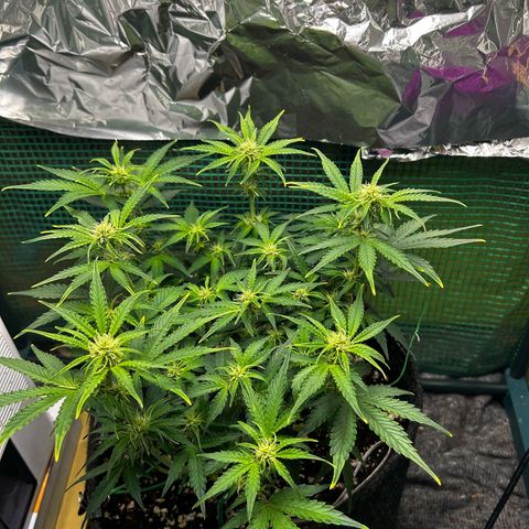 Milky Way growlog timeline photo
