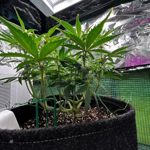 Milky Way growlog timeline photo