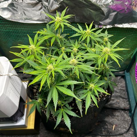 Milky Way growlog timeline photo
