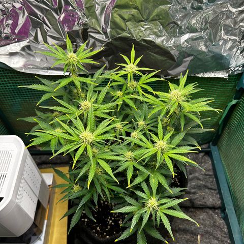 Milky Way growlog timeline photo