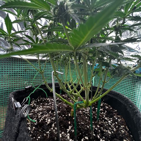Milky Way growlog timeline photo