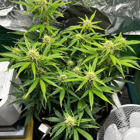 Milky Way growlog timeline photo
