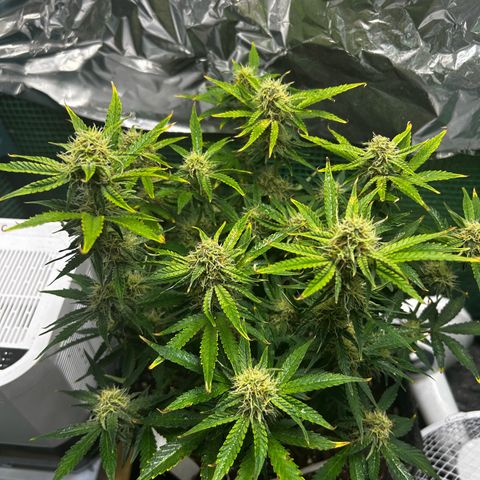 Milky Way growlog timeline photo