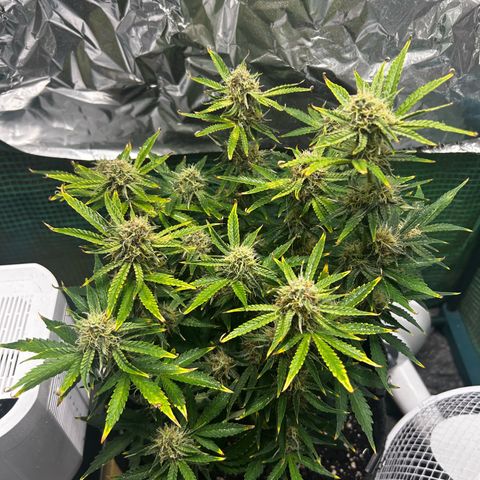 Milky Way growlog timeline photo