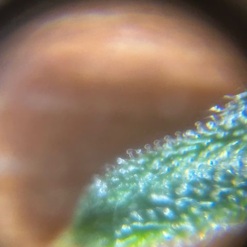 Milky Way growlog timeline photo