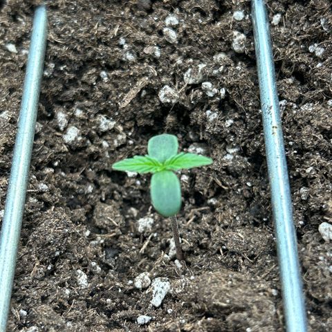 Green Gelato growlog timeline photo