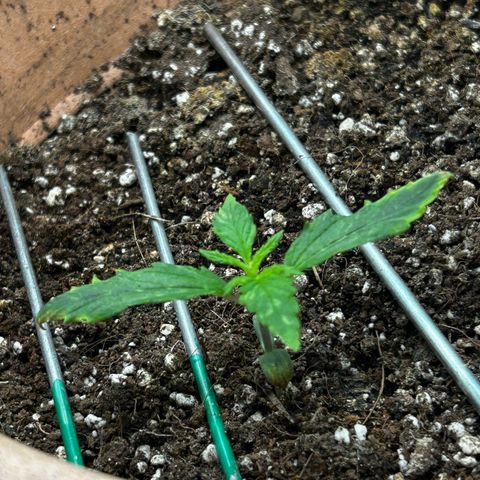 Pink Mist Auto growlog timeline photo