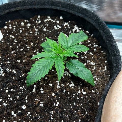 Green Gelato growlog timeline photo