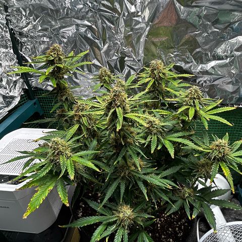 Milky Way growlog timeline photo