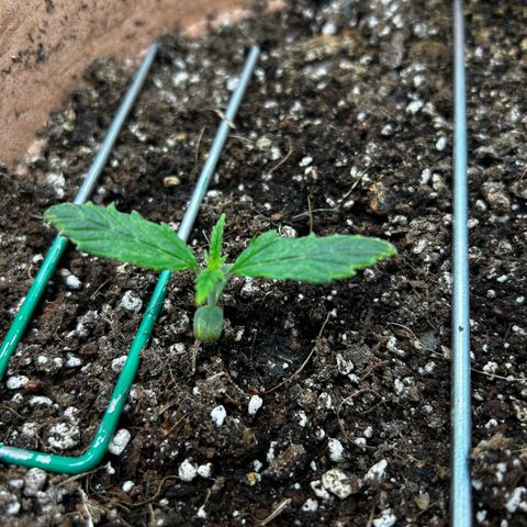 Pink Mist Auto growlog timeline photo