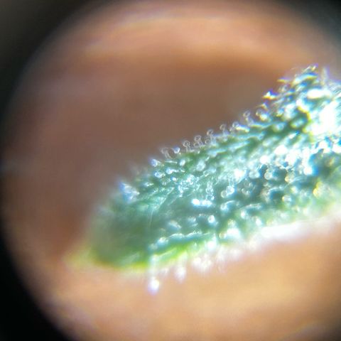 Milky Way growlog timeline photo