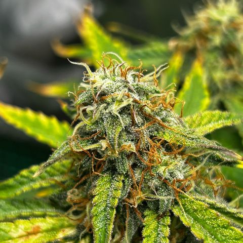 Milky Way growlog timeline photo