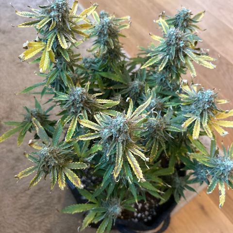 Milky Way growlog timeline photo