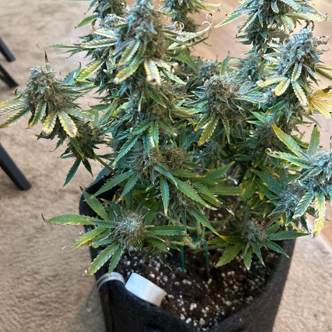 Milky Way growlog timeline photo