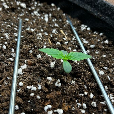 Green Gelato growlog timeline photo