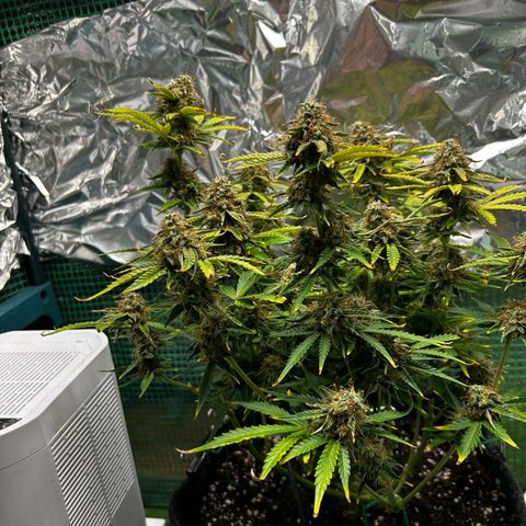 Milky Way growlog timeline photo