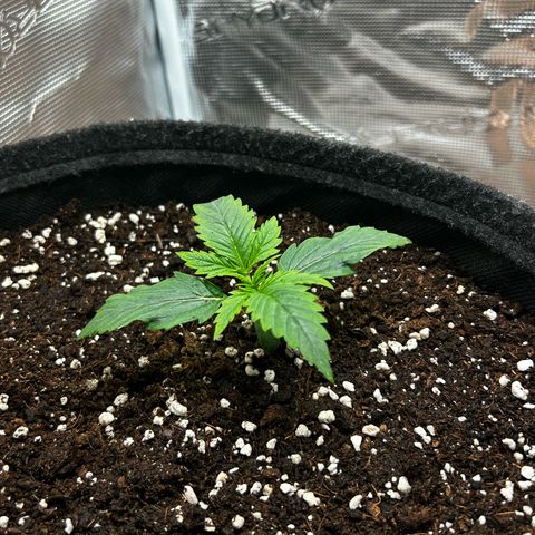 Green Gelato growlog timeline photo